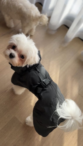Customer photo review of Visibility Winter Jacket Dark for Dogs
