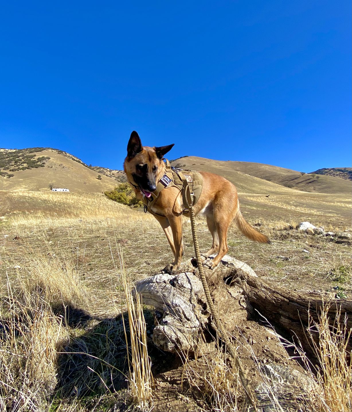 Customer photo review of Tactical No Pull Dog Harness v2