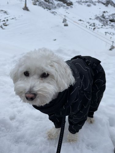 Customer photo review of Winter Suit for Dogs