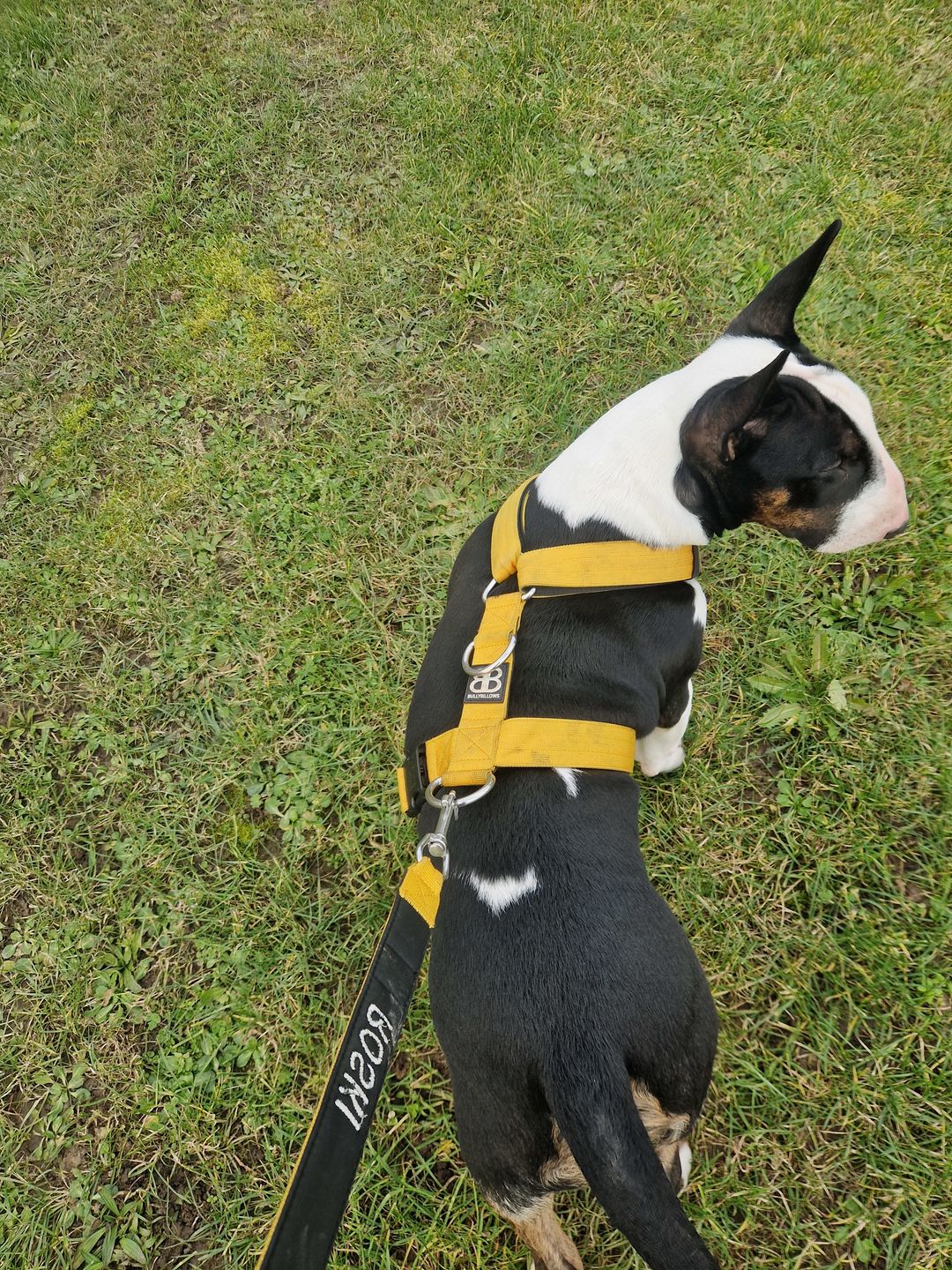 Customer photo review of 4cm Combat® Collar | With Handle & Rated Clip - Military Tan v2.0