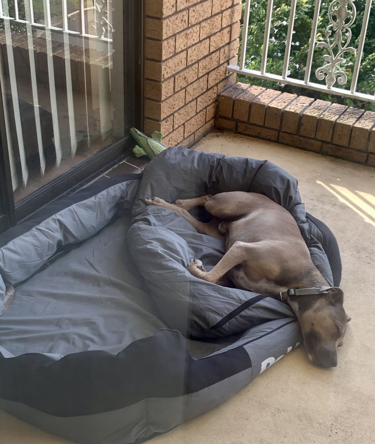 Customer photo review of PaWz waterproof heavy-duty bed