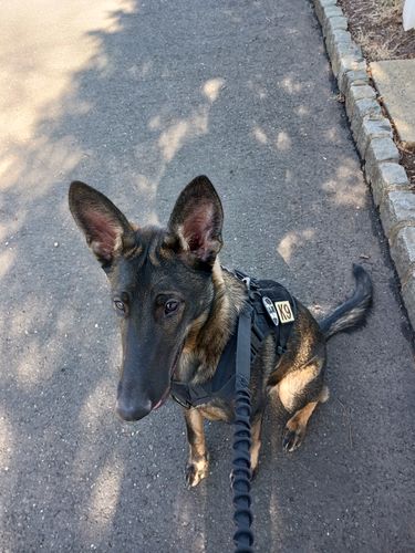 Customer photo review of Classic Heavy-Duty Tactical No-Pull Team K9™ Dog Harness With Front & Back D-Rings, Quick-Release Metal-Buckles, Hook & Loop Panels, & Top Handle