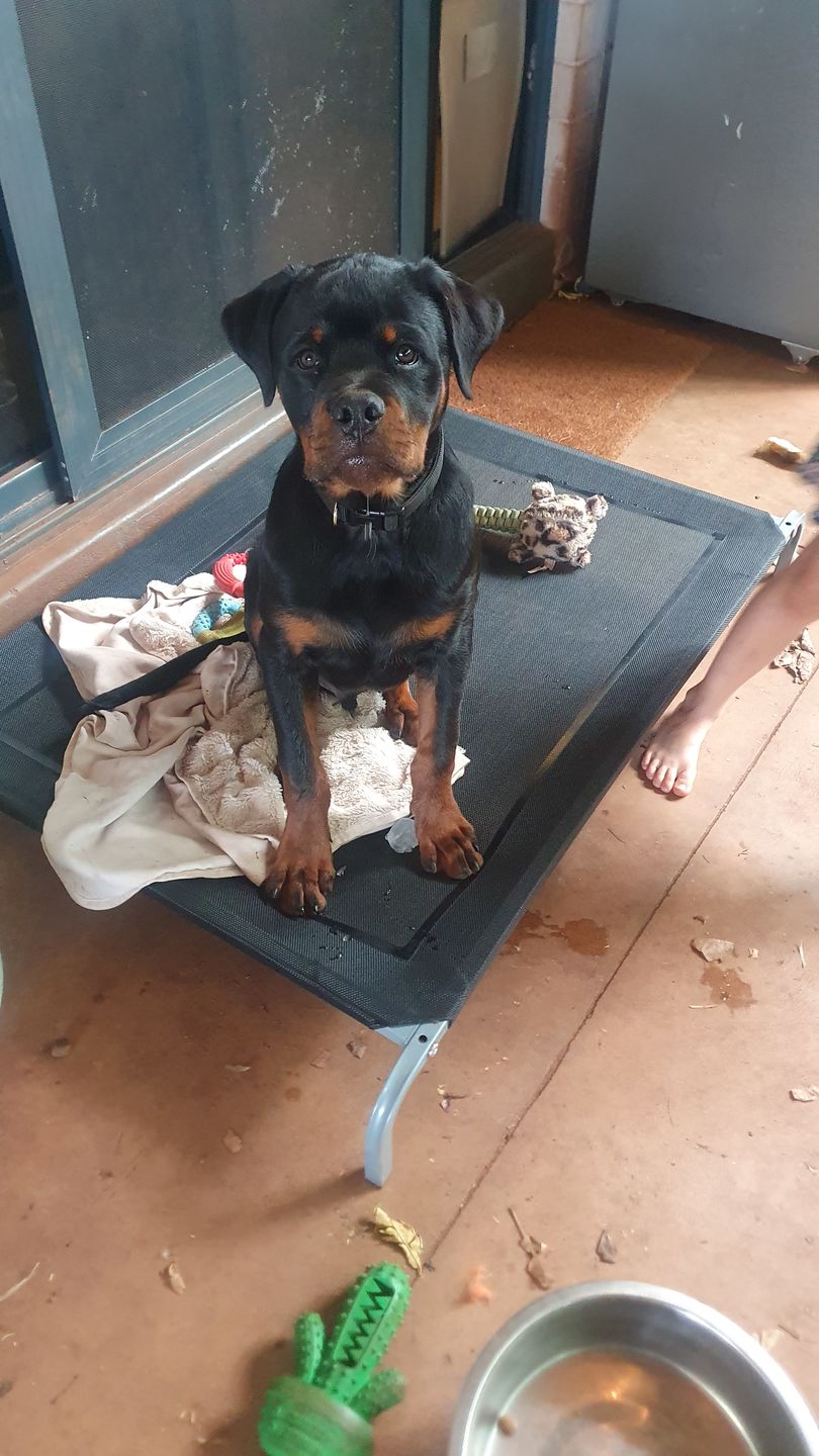 Customer photo review of Pawz Pet Non-toxic Heavy Trampoline