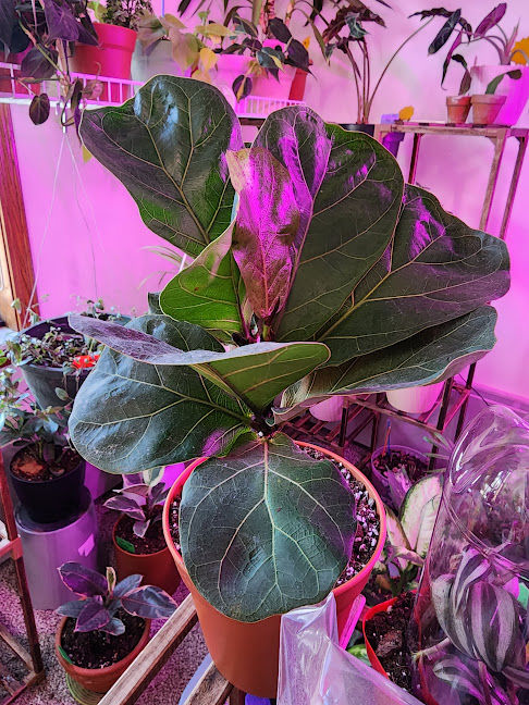 Customer photo review of 4" Ficus lyrata 'Little Sunshine'