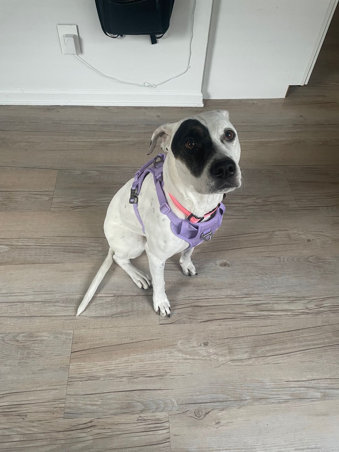 Customer photo review of Commuter Harness and Leash Set