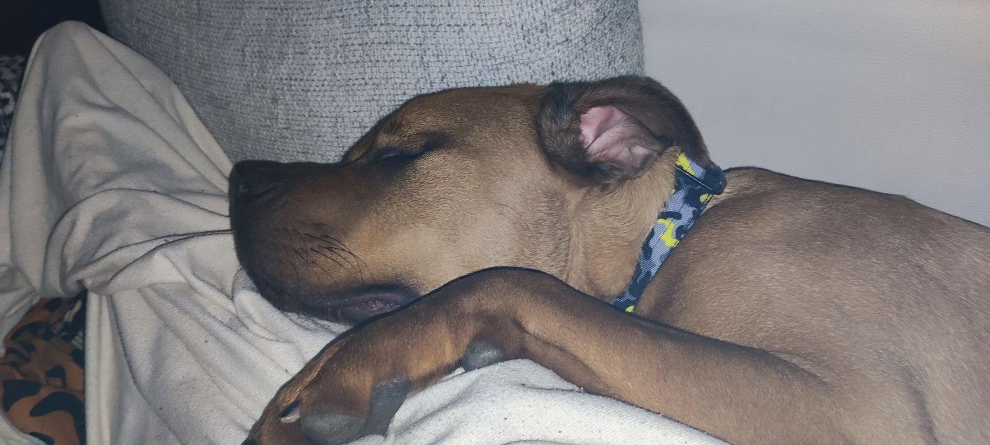 Customer photo review of 4cm Combat® Collar | With Handle & Rated Clip - Lightning v2.0