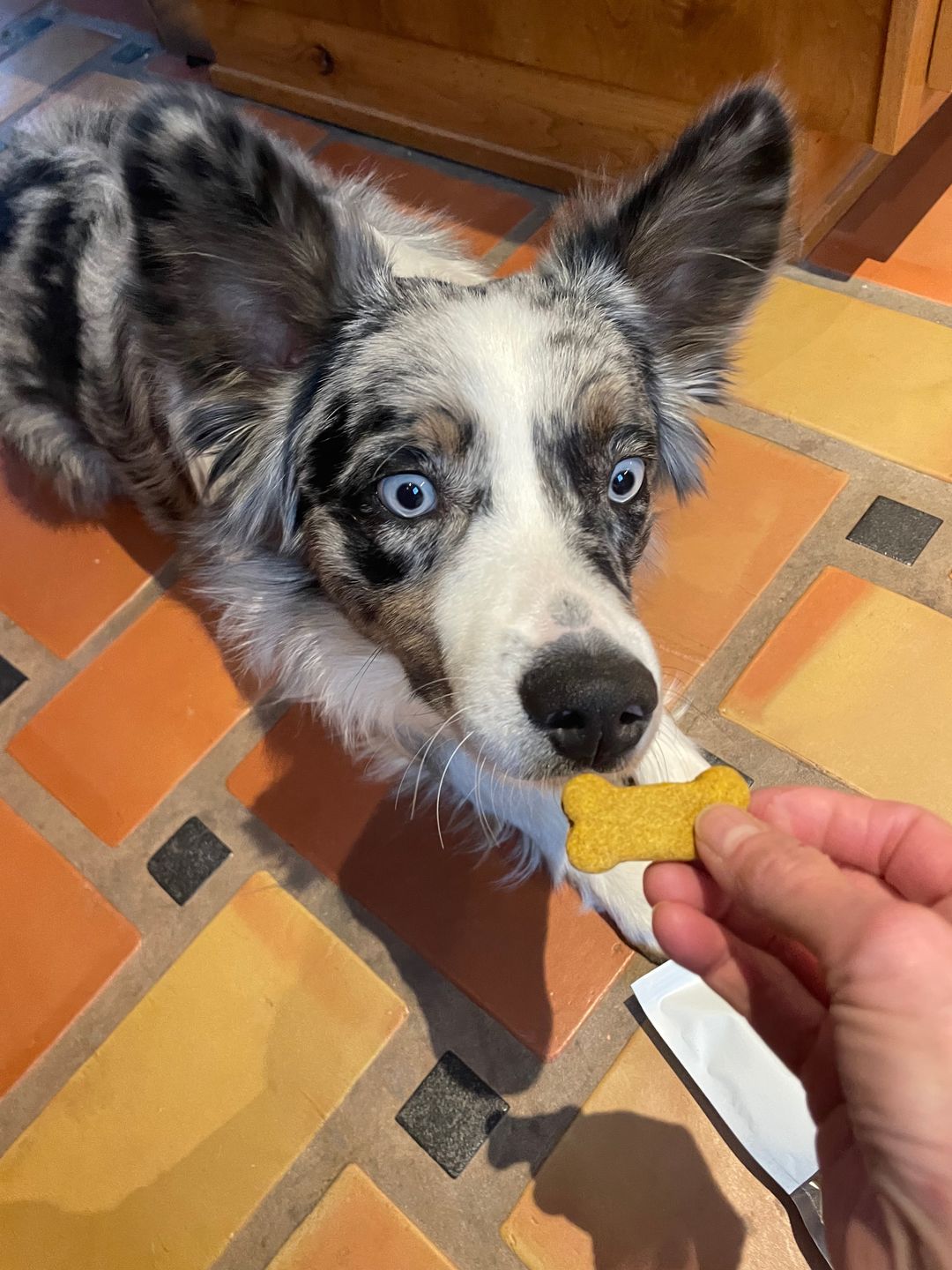 Customer photo review of Antler Pumpkin Biscuits