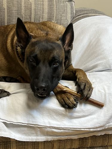 Customer photo review of 12 Inch Jumbo Bully Stick