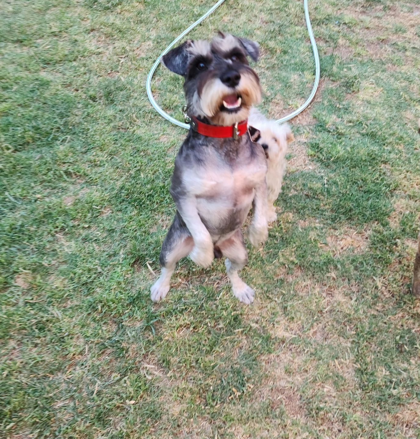 Customer photo review of Collar Duke Rojo/Negro