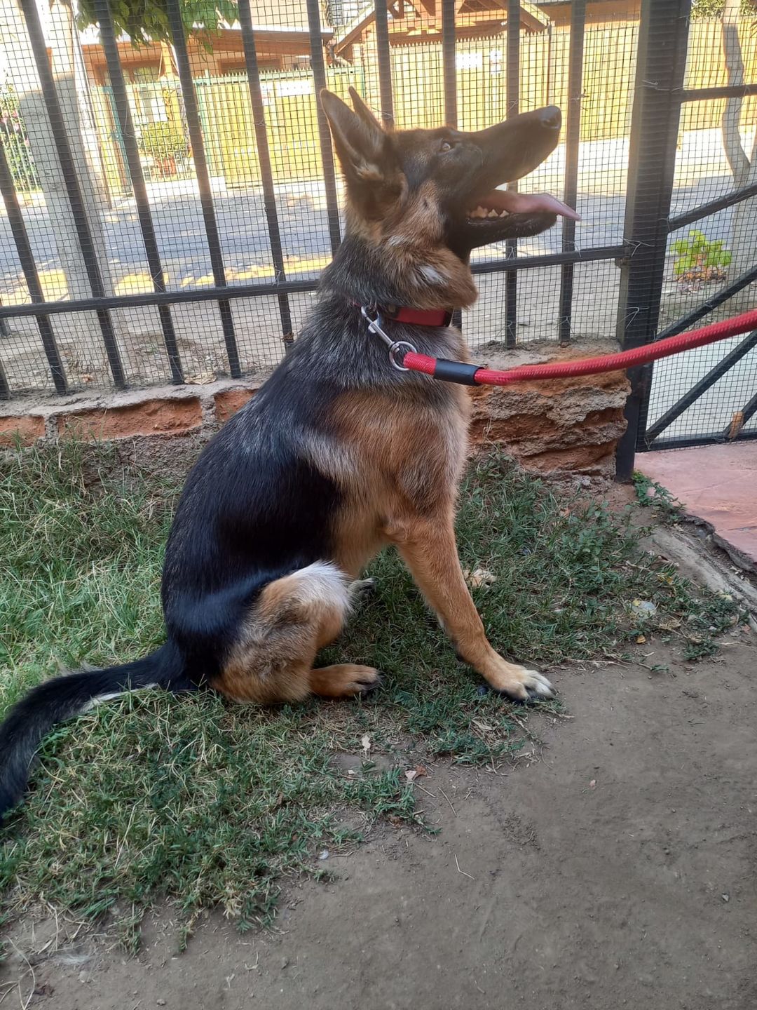 Customer photo review of Collar Duke Fucsia Corrugado/Gris