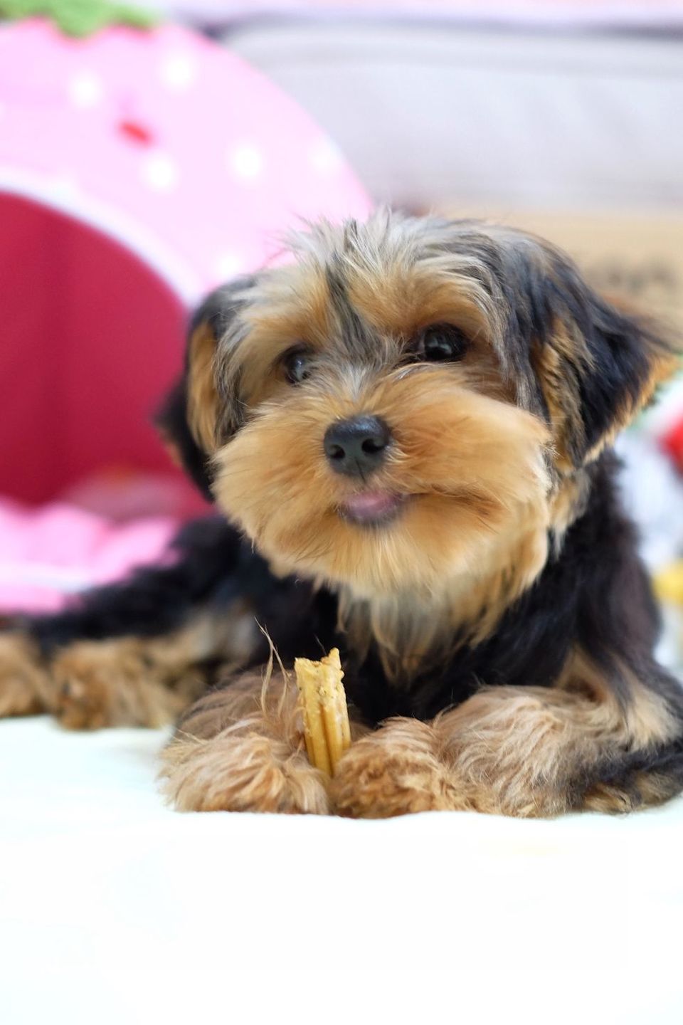 Customer photo review of Dental Chew (Large Package)
