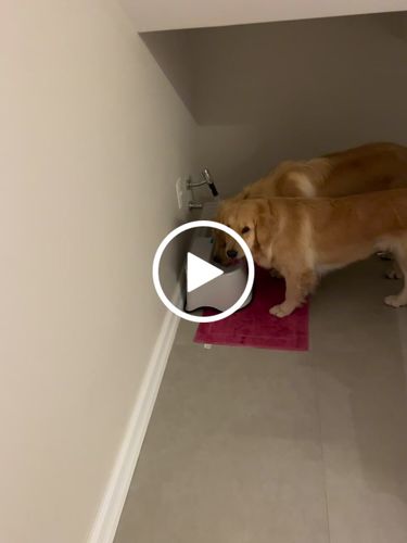 Customer video review of Weasy Oásis