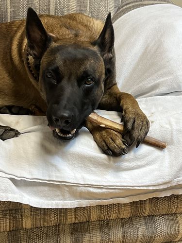 Customer photo review of 6 Inch Monster Bully Sticks
