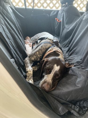 Customer photo review of Pawz Back Seat Cover