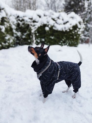 Customer photo review of Winter Suit for Dogs