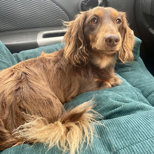 Customer photo review of Products PaWz Dog Car Booster Seat