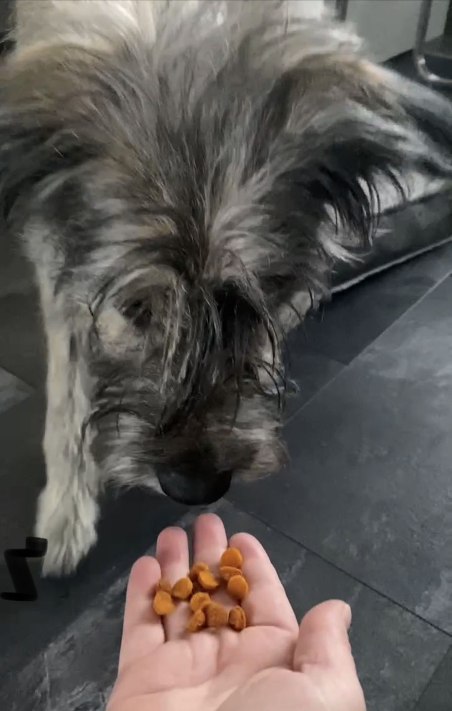 Customer photo review of Zoete aardappelsnacks | Kleine hondensnacks