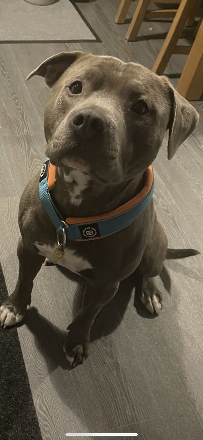Customer photo review of 4cm RR Collar | Soft Padded & Reflective | Series 2 - Turquoise