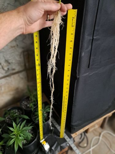 Customer photo review of Aeroponic 9 Site 3 gallon Cloner