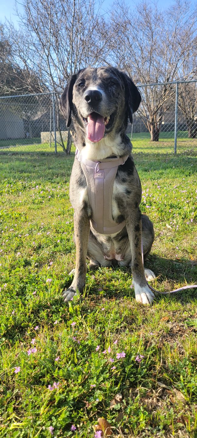 Customer photo review of Solace Weatherproof Leash