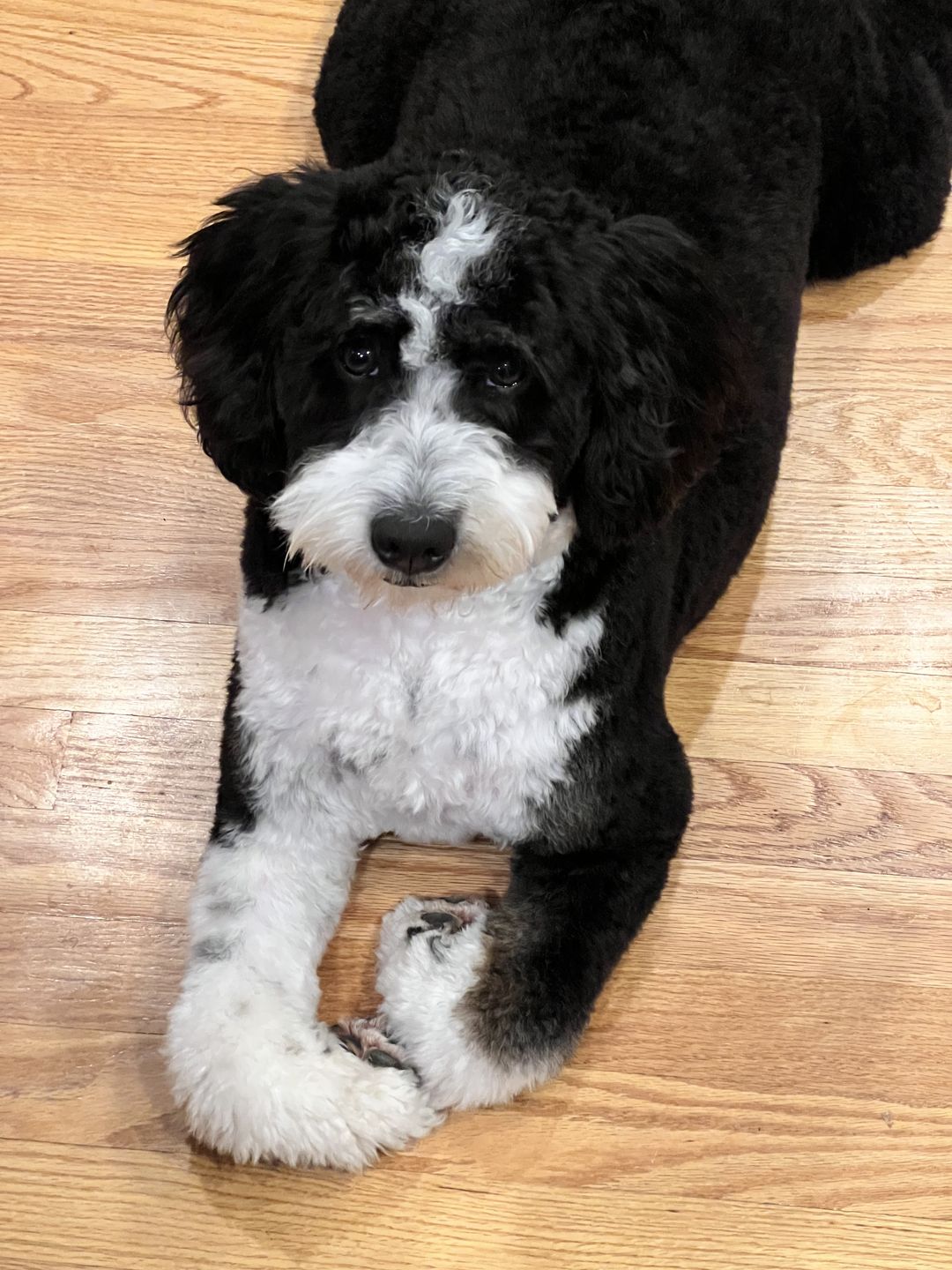 Customer photo review of KING KALM™ CBD 150mg - Medium Size Pet Formula (5mg of CBD per 1ml)