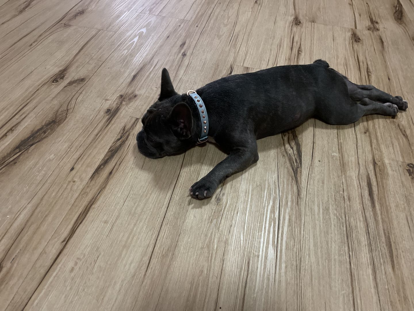 Customer photo review of Hand Made Leather Dog Collar - Imperial Baby Blue & Rose Gold (Slim fit)