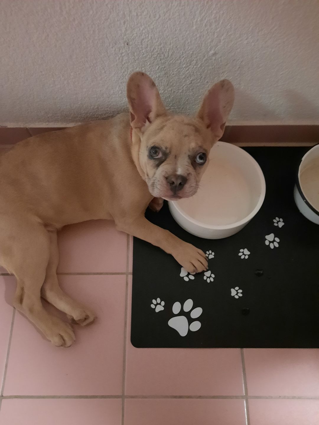 Customer photo review of NutriDog Starter-Box - 3 Sorten in 500g Portionen