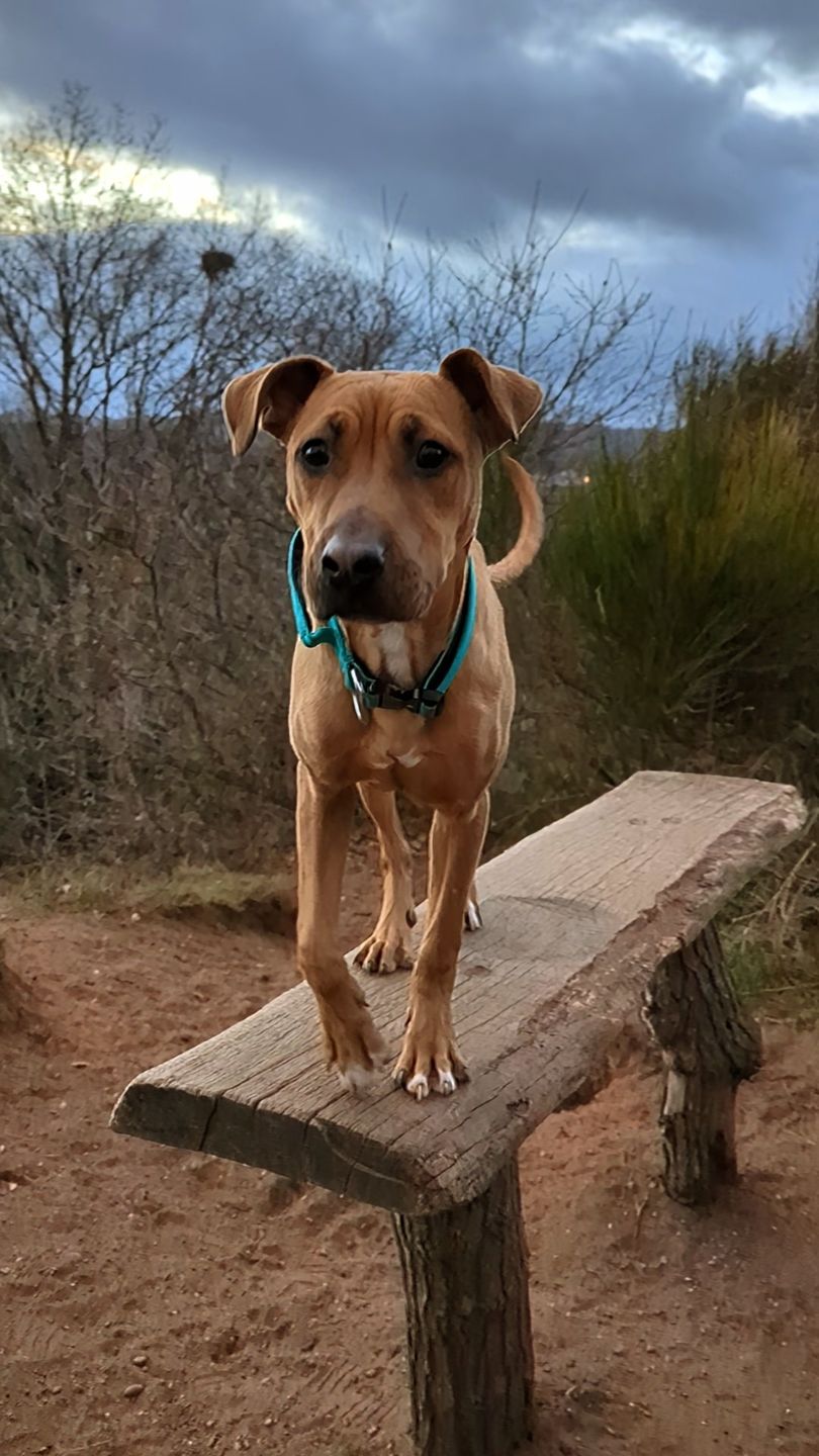 Customer photo review of 4cm Combat® Collar | With Handle & Rated Clip - Turquoise v2.0