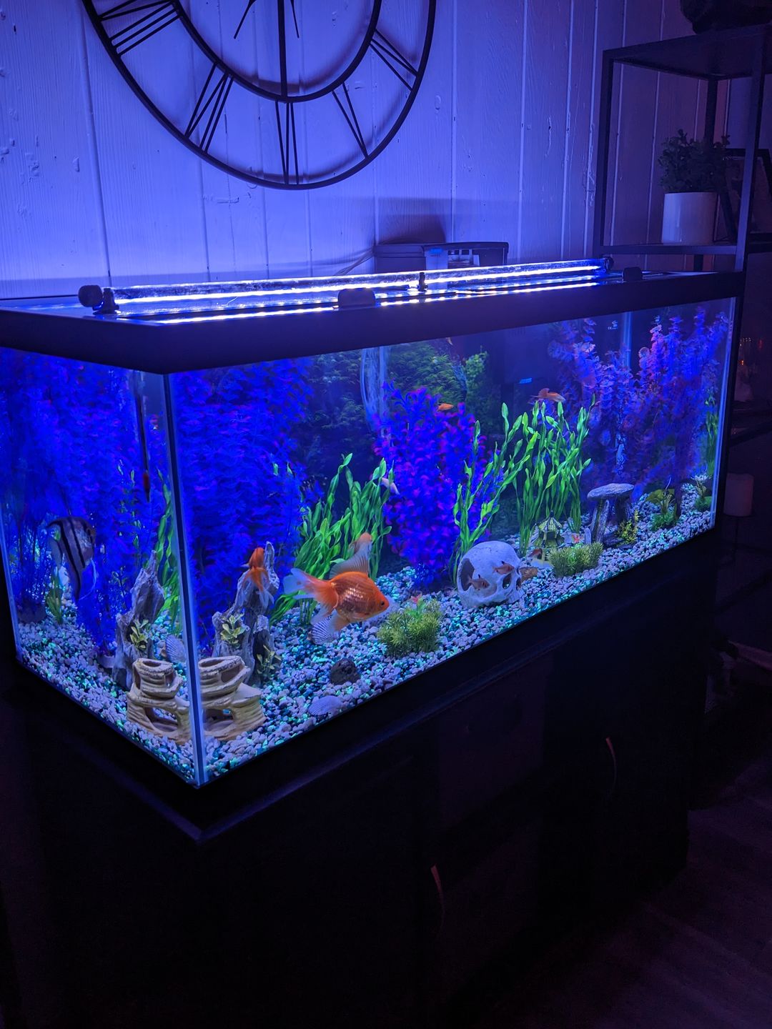 Customer photo review of Tidal Power Filters From Seachem/Sicce