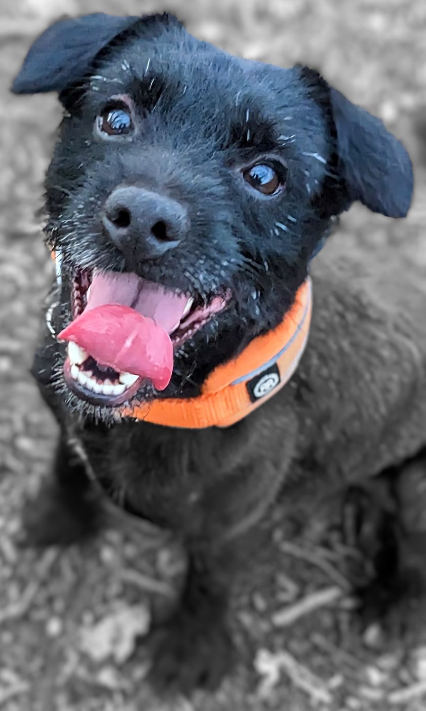 Customer photo review of 3cm Slip on Collar | Soft Padded & Reflective - Orange v2.0