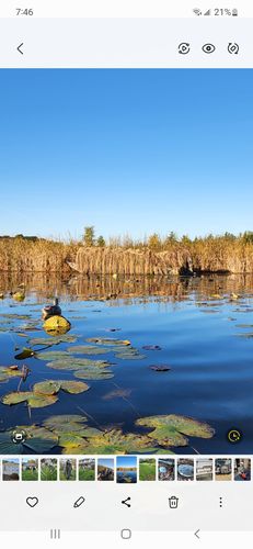 Customer photo review of Hunting Blind Raffia Grass (Individual)