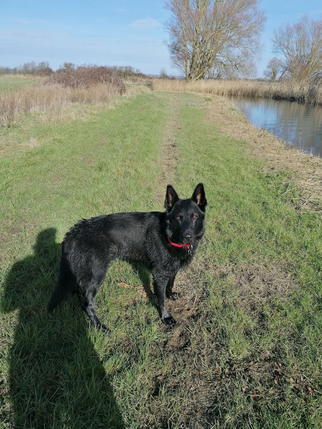Customer photo review of 4cm Combat® Collar | With Handle & Rated Clip - Red v2.0