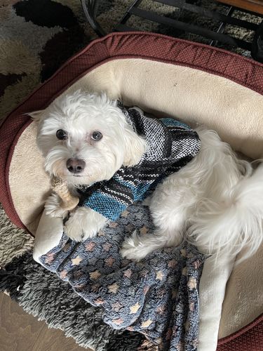 Customer photo review of Playa Poncho - Surprise Color