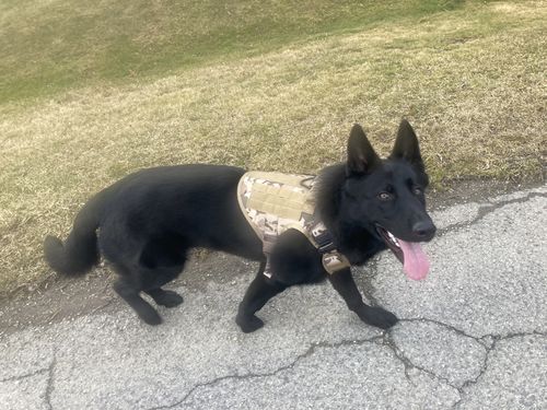 Customer photo review of Classic Heavy-Duty Tactical No-Pull Team K9™ Dog Harness With Front & Back D-Rings, Quick-Release Metal-Buckles, Hook & Loop Panels, & Top Handle