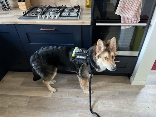 Customer photo review of Classic Heavy-Duty Tactical No-Pull Team K9™ Dog Harness With Front & Back D-Rings, Quick-Release Metal-Buckles, Hook & Loop Panels, & Top Handle