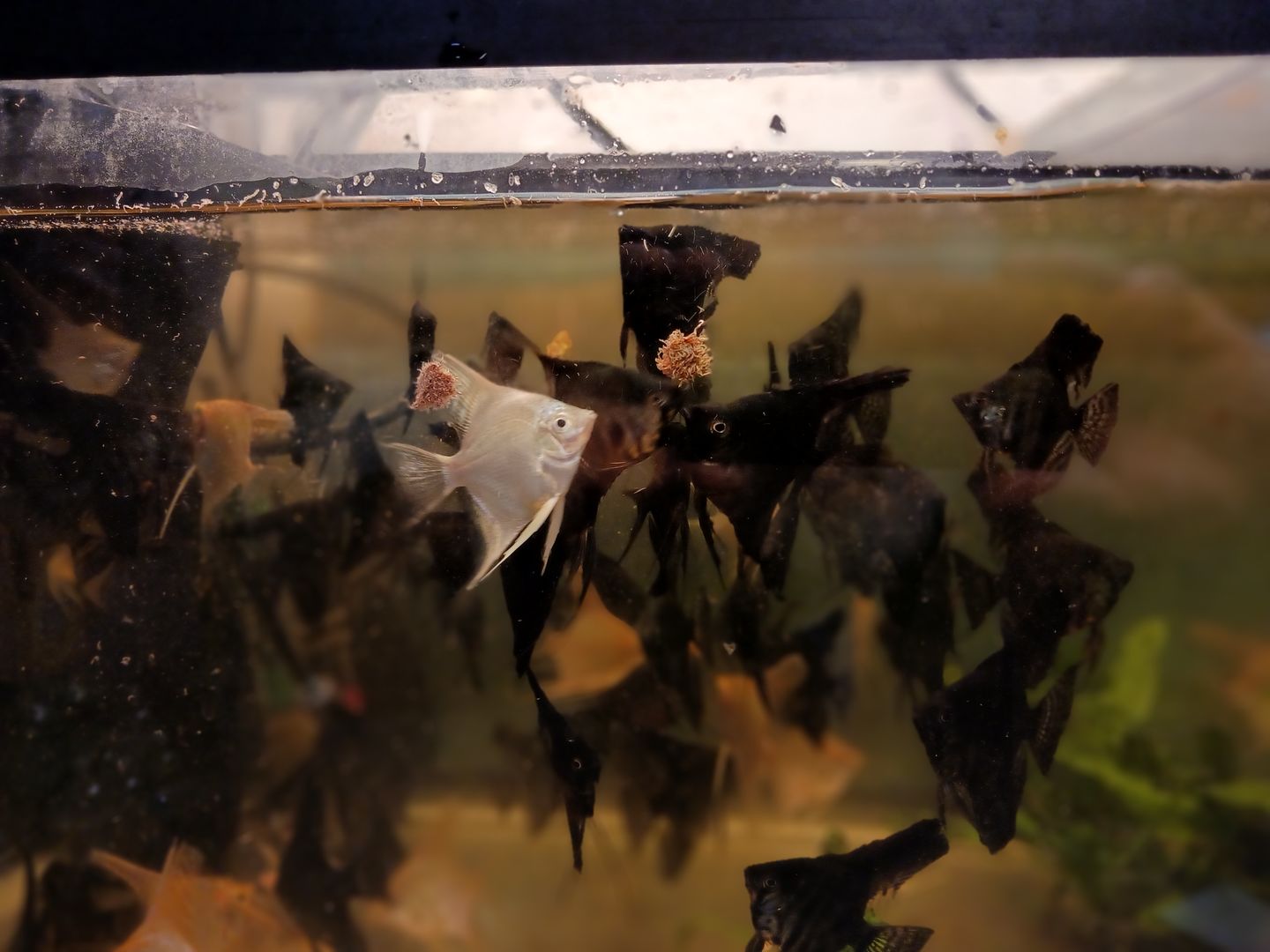 Customer photo review of Hikari Bio-Pure® FD Tubifex Worms