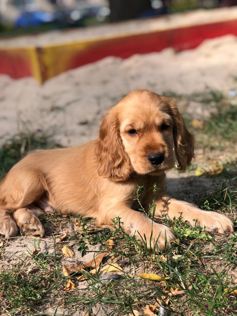Customer photo review of Puppy Growth and Health | Vitamins for Puppies