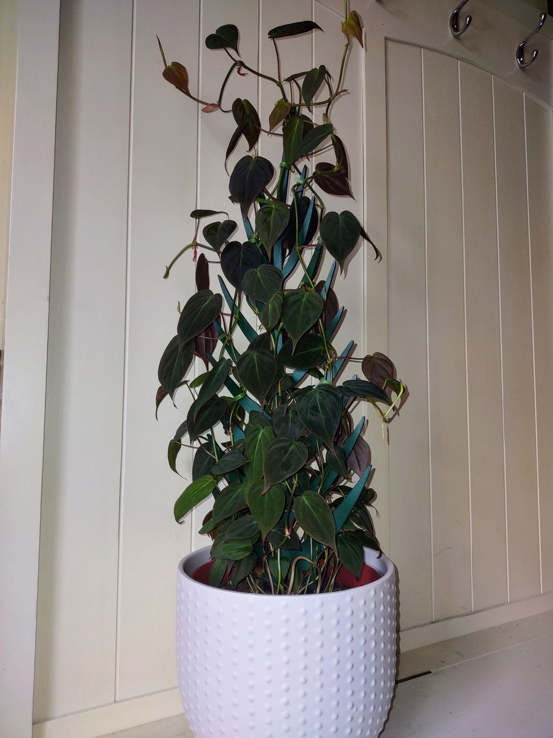 Customer photo review of BARE™ Palmella™ - Customizable wooden plant support - Inspired by the Palm leaf