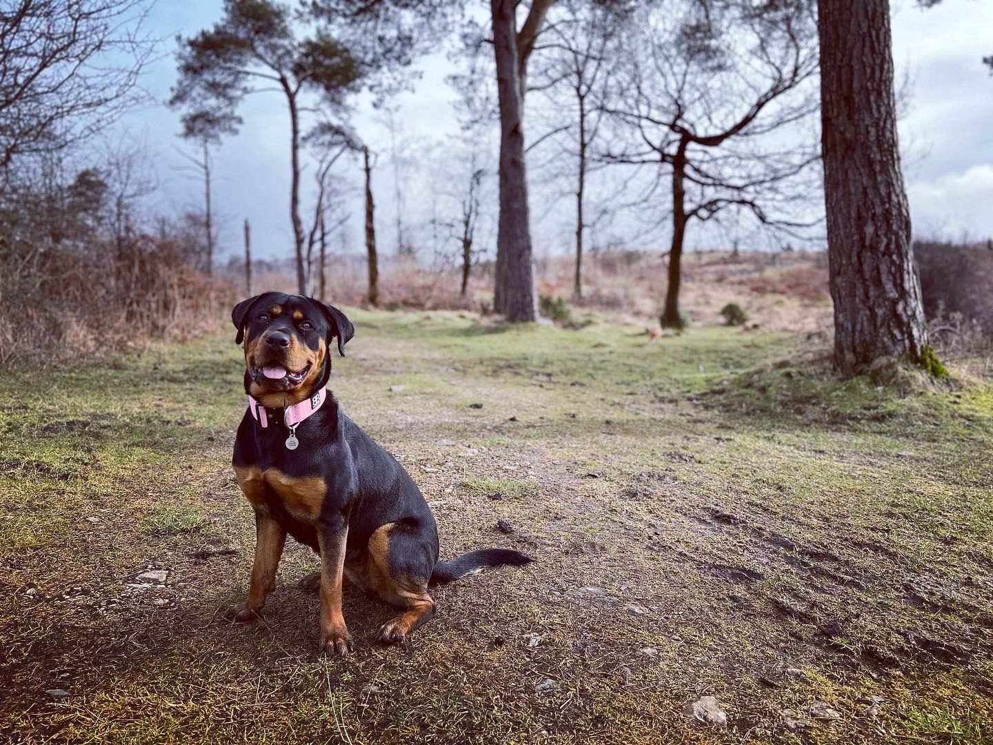 Customer photo review of 5cm Combat® Collar | Rated Clip - NO HANDLE - Pink v2.0