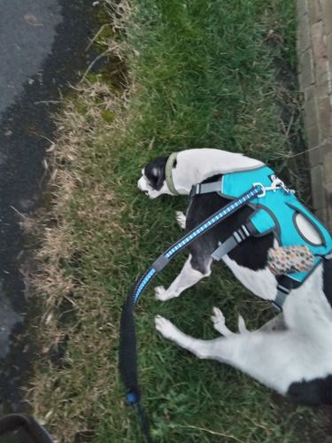 Customer photo review of 1.2m Shock Absorbing Bungee Dog Lead