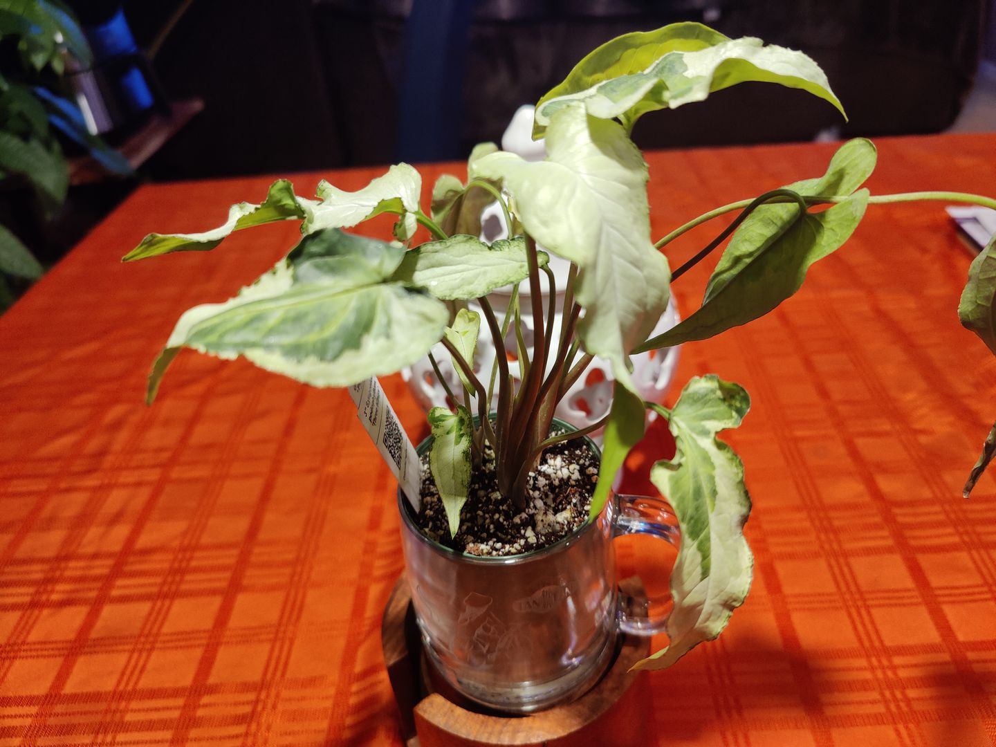 Customer photo review of 3" Syngonium podophyllum 'Three Kings'
