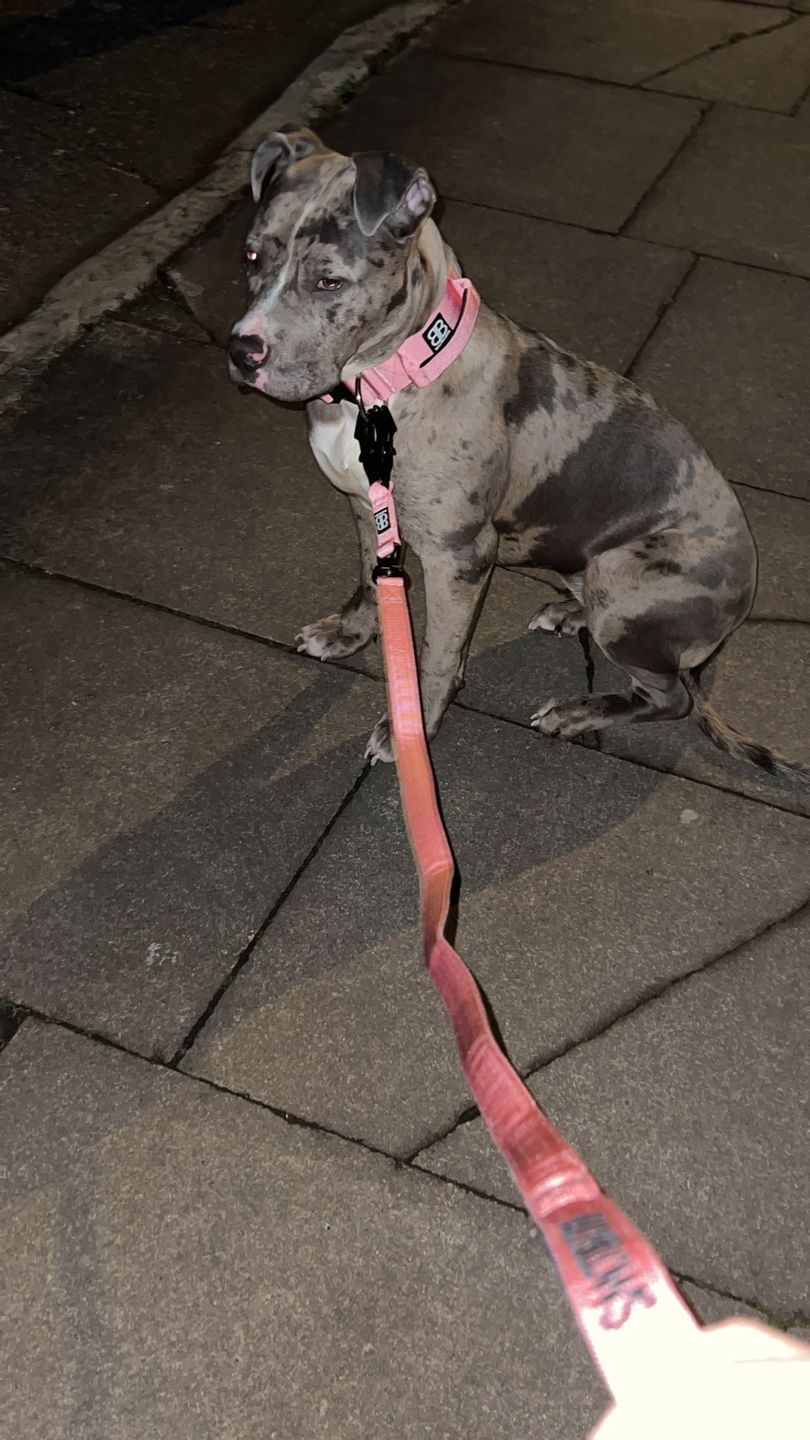 Customer photo review of 5cm Combat® Collar | Rated Clip - NO HANDLE - Pink v2.0