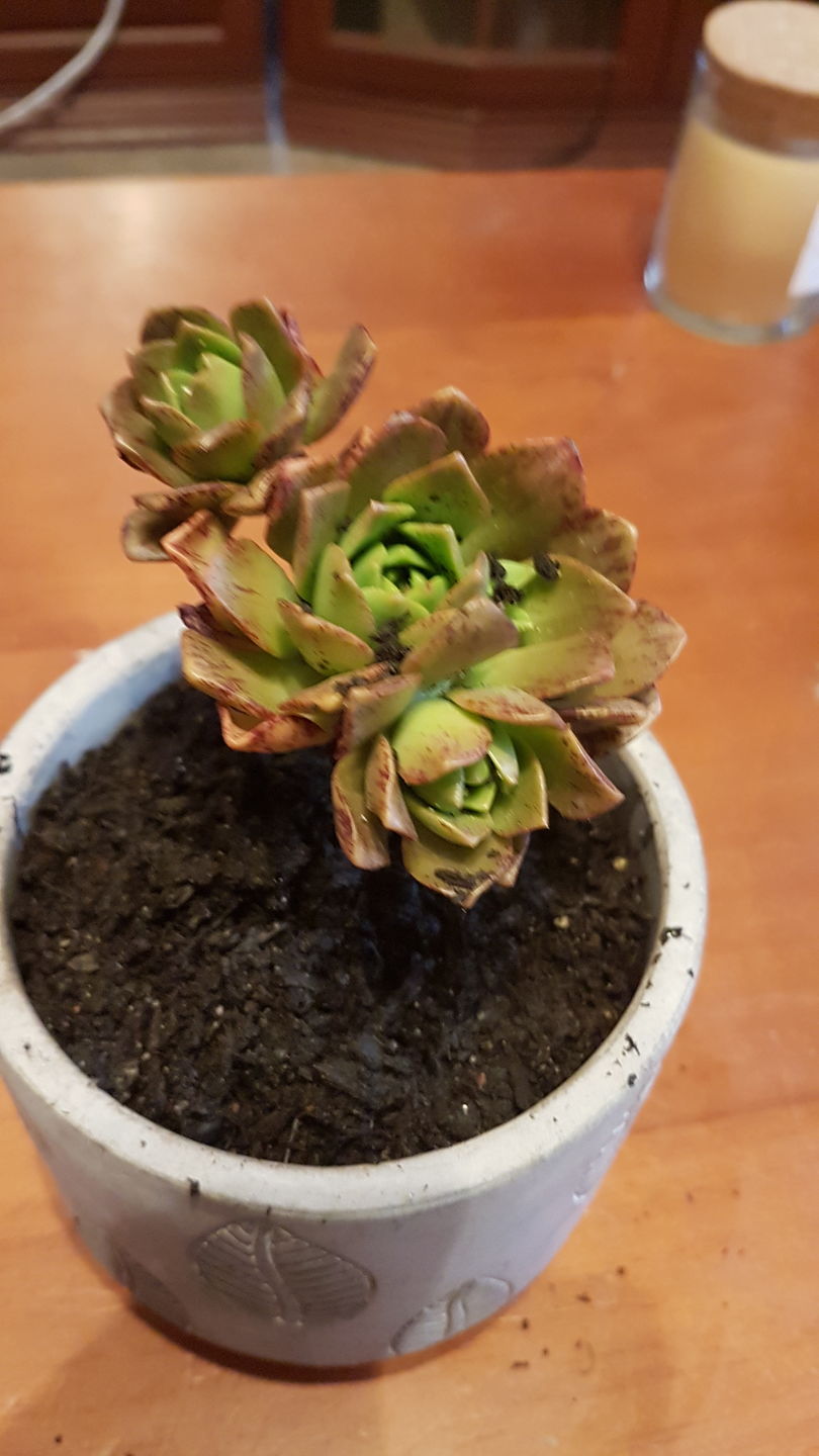 Customer photo review of Aeonium Bronze Medal