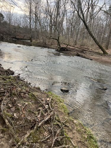 Customer photo review of Lactobacillus Reuteri NCIMB 30242 | Microbiome Plus+