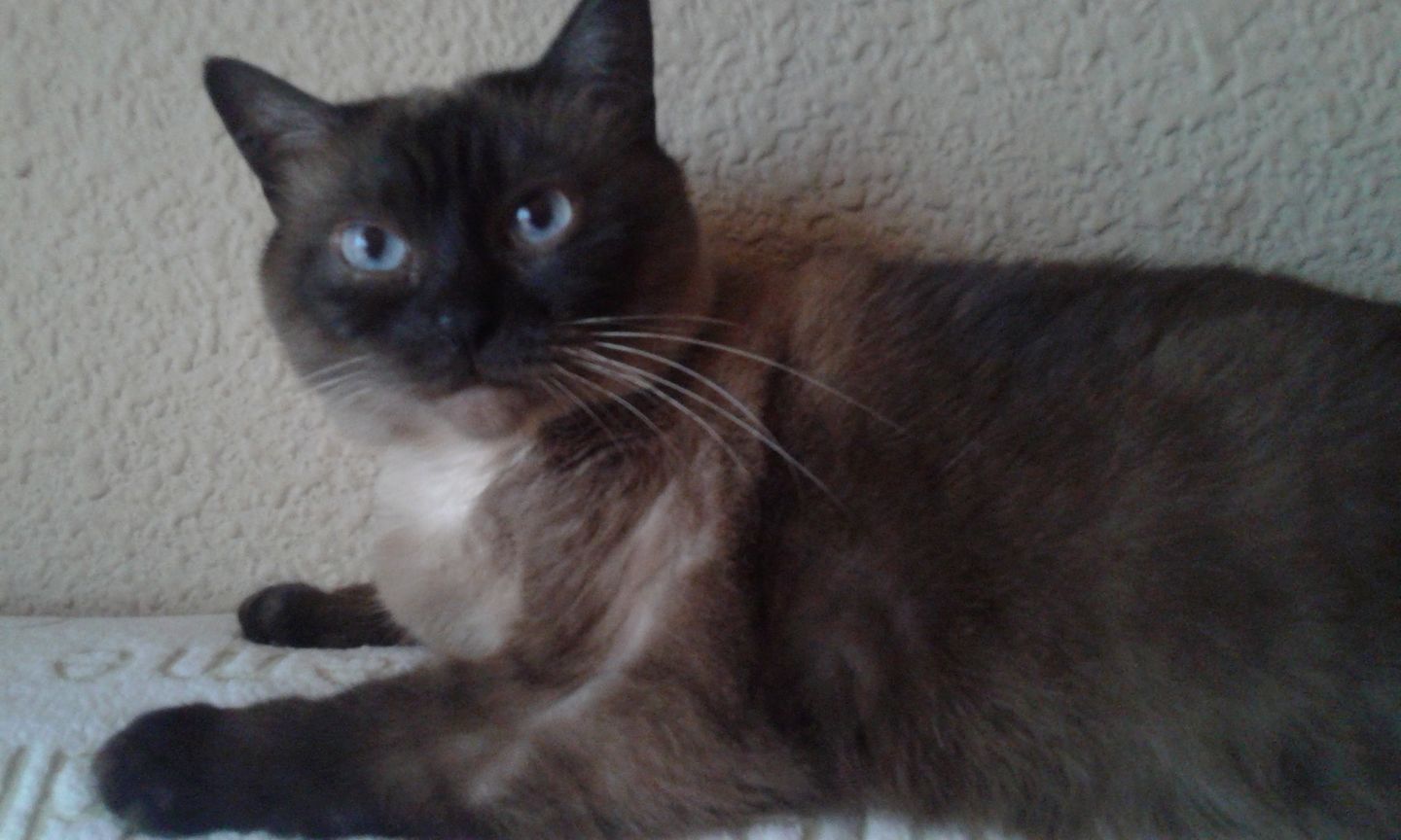 Customer photo review of Pâtées riches en volaille & aux courgettes (chat âgé)