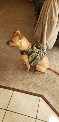 Customer photo review of Classic Heavy-Duty Tactical No-Pull Team K9™ Dog Harness With Front & Back D-Rings, Quick-Release Metal-Buckles, Hook & Loop Panels, & Top Handle