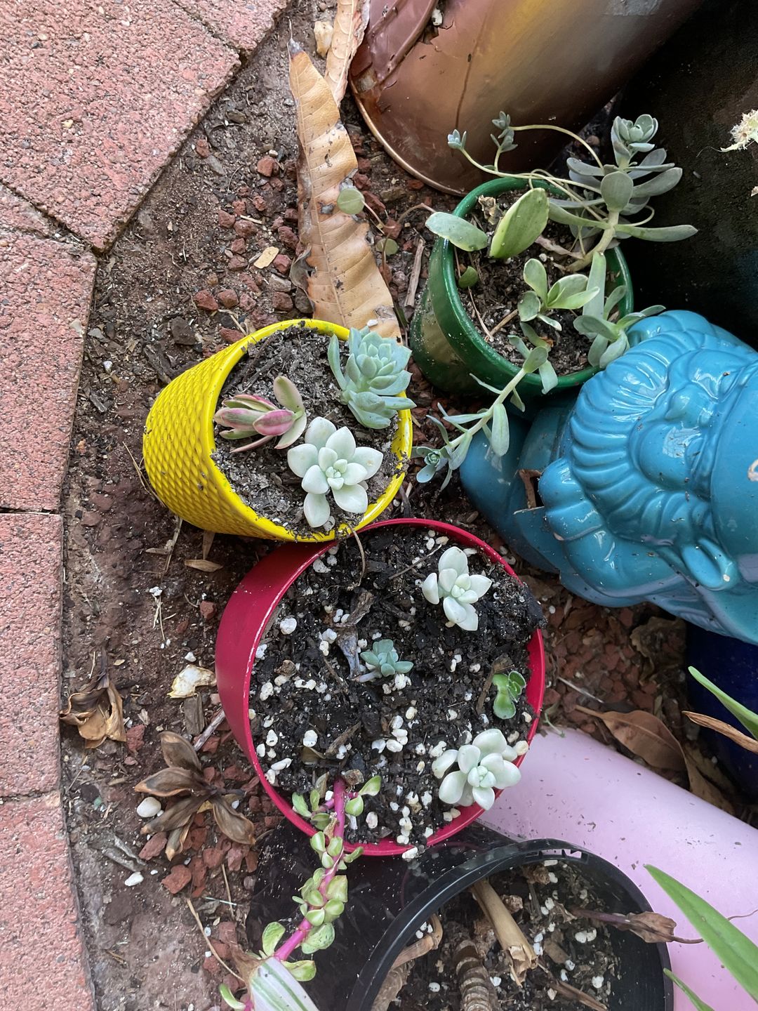 Customer photo review of Graptopetalum Mendozae Variegata Cuttings
