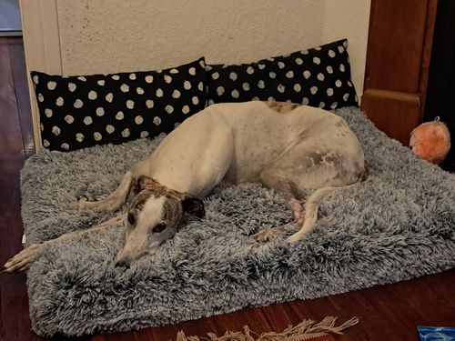 Customer photo review of PaWz  Multimat