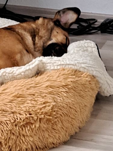 Customer photo review of Hundebett - Katzenbett rund Wuscheldonut