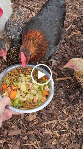 Customer video review of BSF Larven - getrocknete Soldatenfliegenlarven